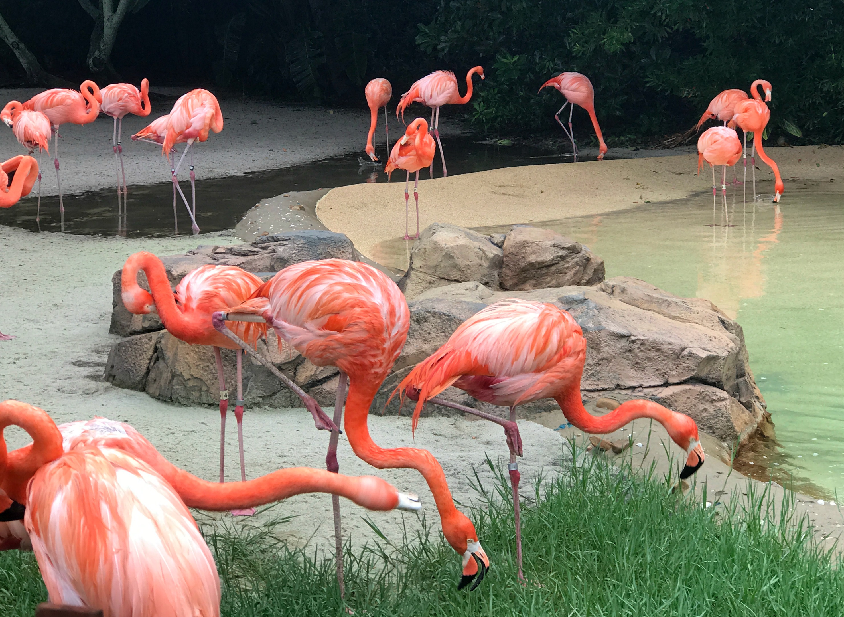 Flamingo-Sea-World-Orlando