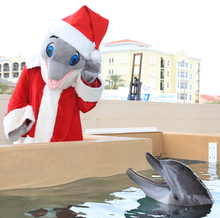 Winter's Wonderland and Sea of Lights Clearwater Marine Aquarium