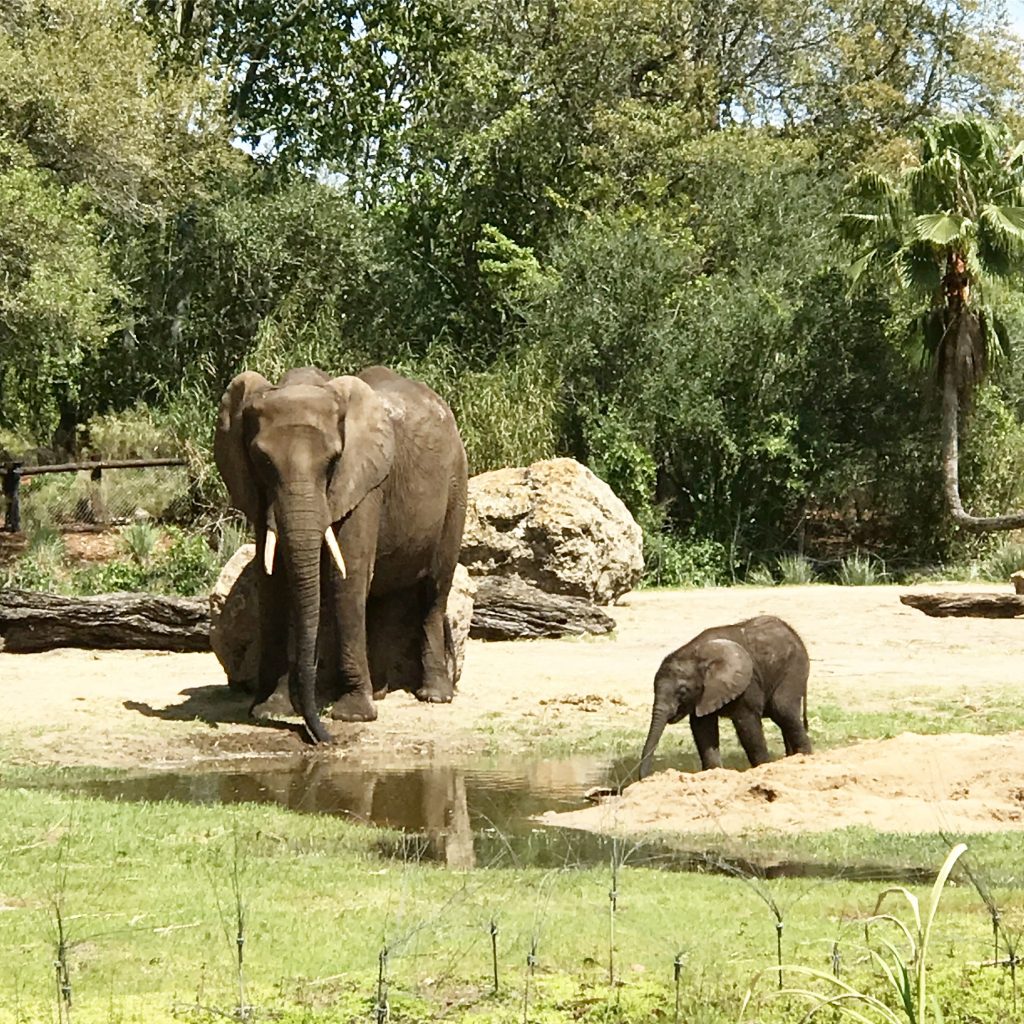 Animal Kingdom Attractions Safaris