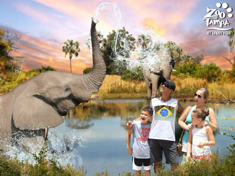 Guide to Zoo Tampa Including the New Roaring Springs Ride!