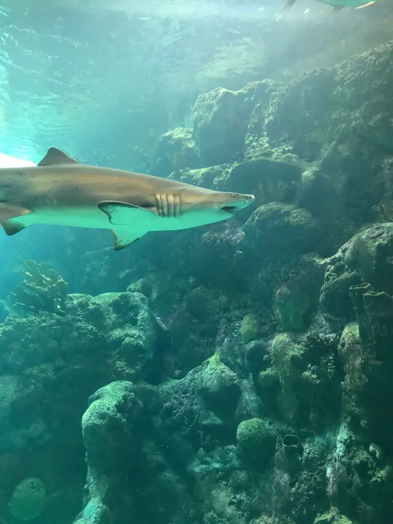 Sharks Reef The Florida Aquarium Family Tampa