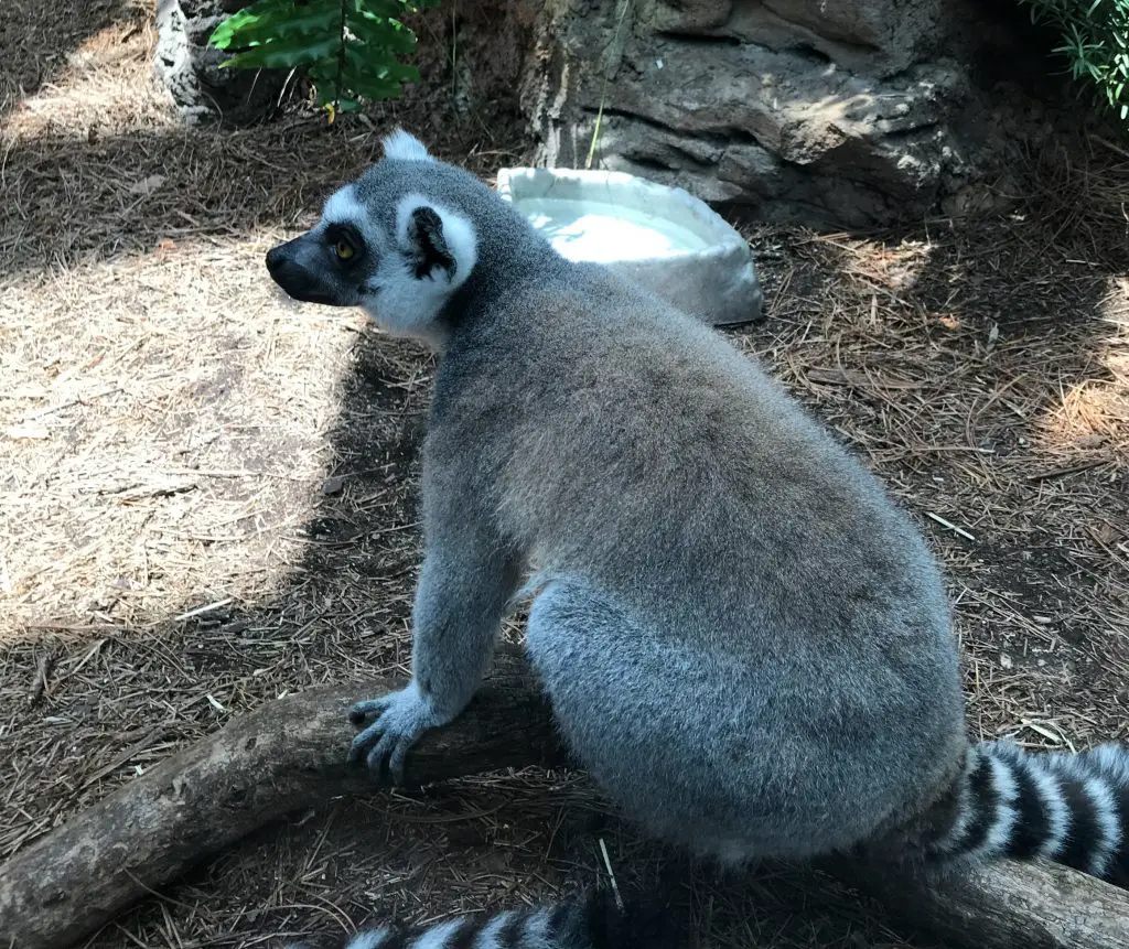 Madagascar Lemurs The Florida Aquarium Tampa