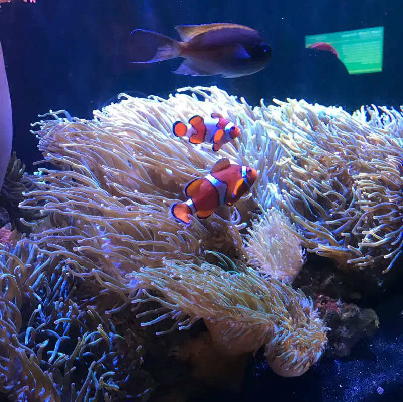 A Guide to The Florida Aquarium Connecting with the Sea