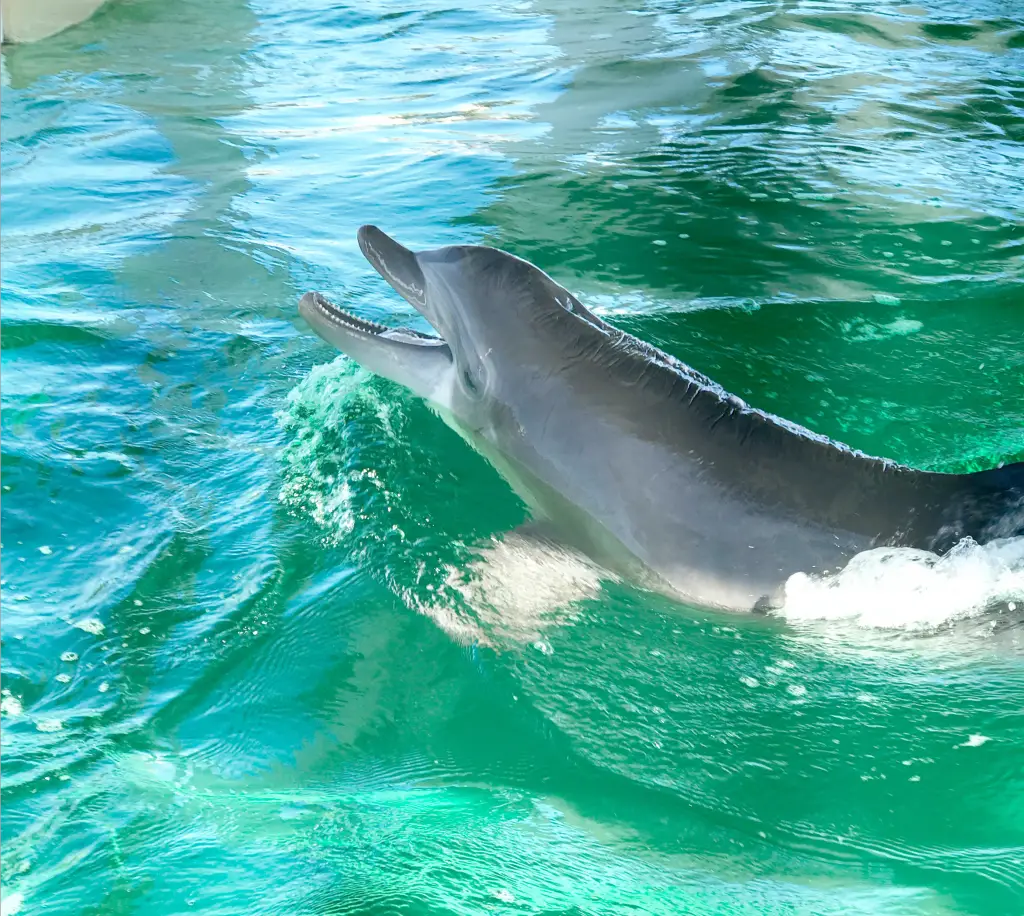 Clearwater Beach Aquarium Home of Winter and Hope