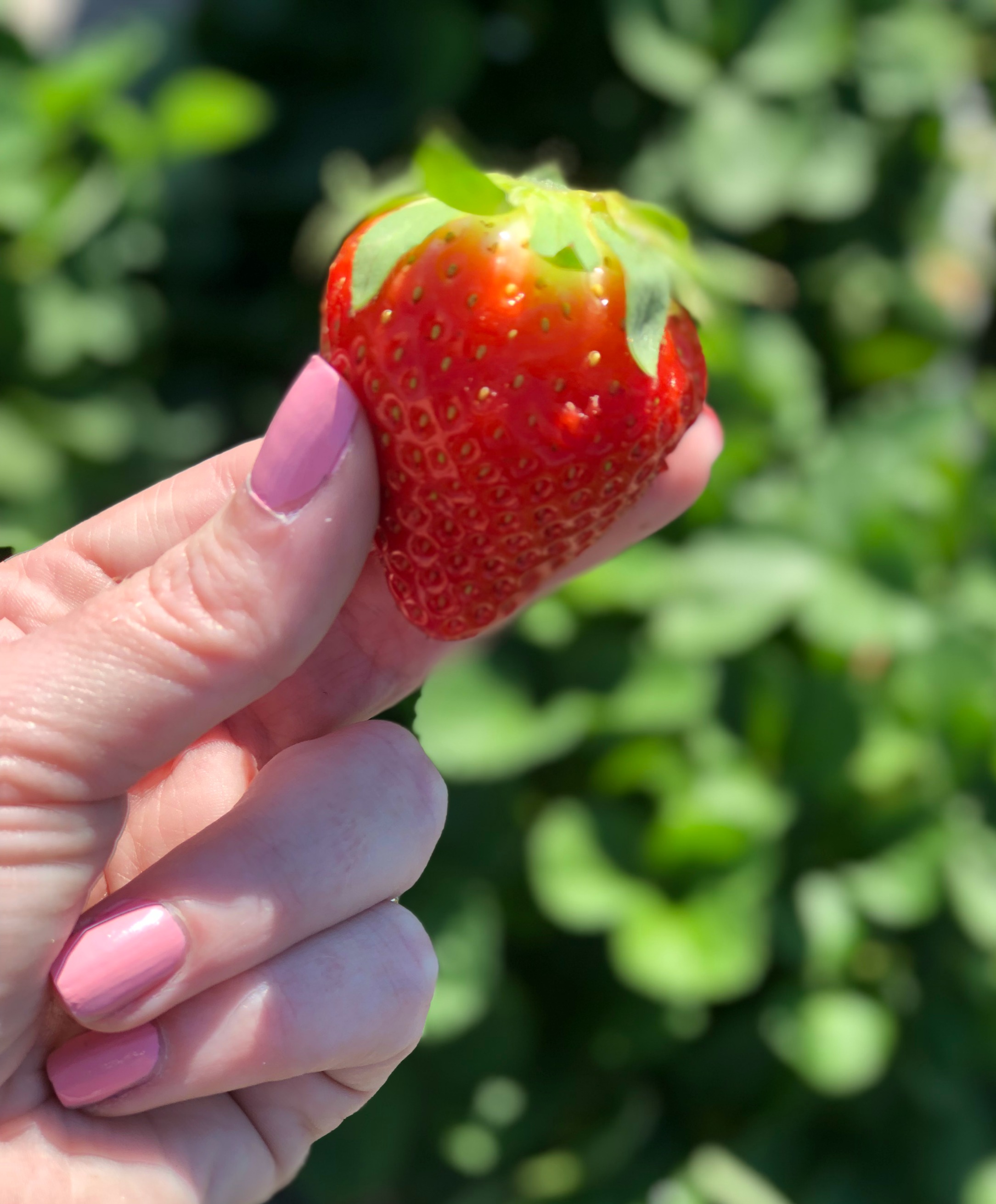 U-Pick Strawberries Plant City Farm