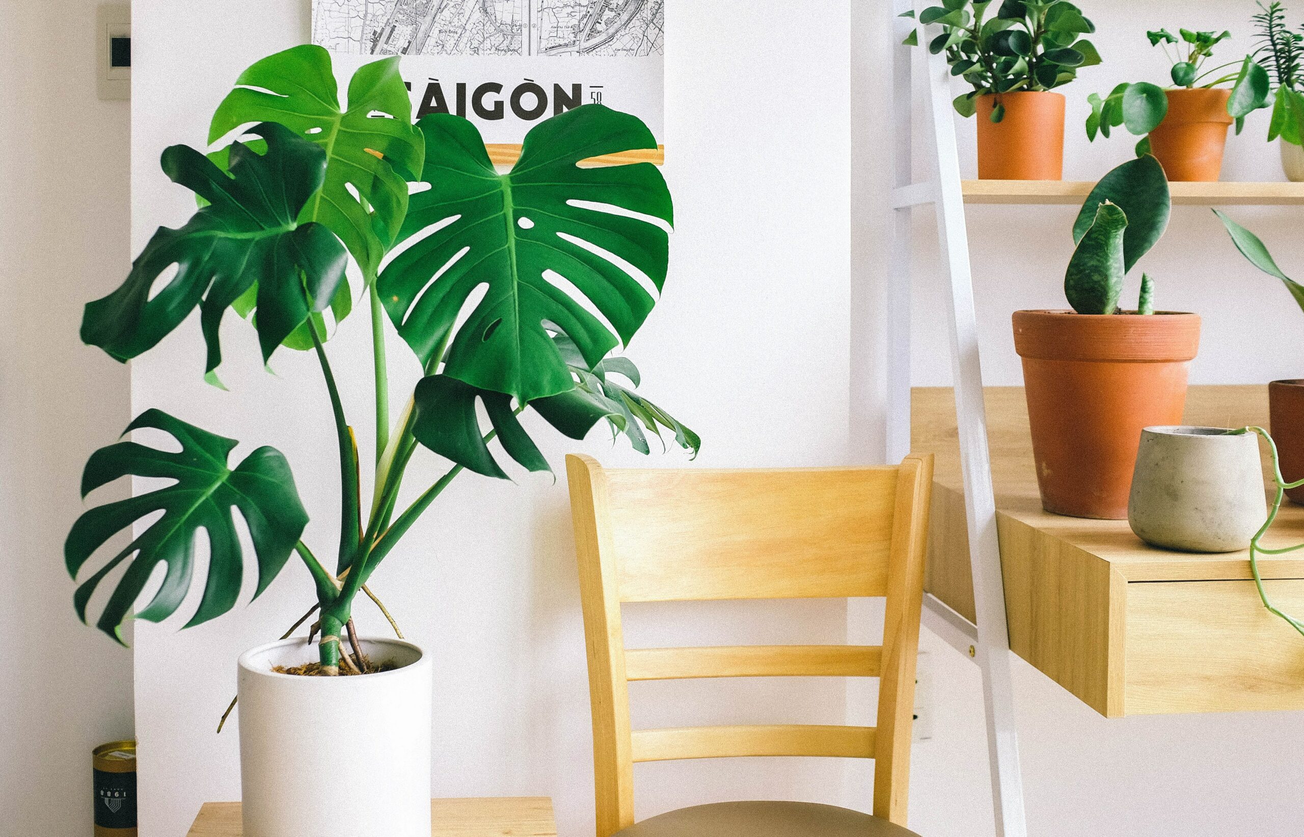 How to Decorate Your Home with Greenery