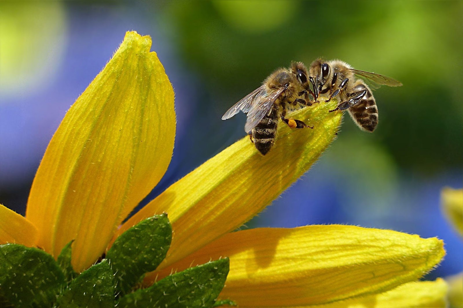 Challenges You Might Face While Beekeeping in Your Garden
