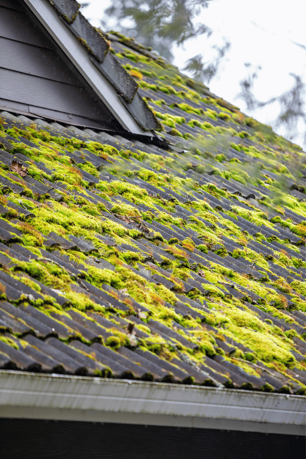 The Impact of Moss and Algae on Your Roof: Why Cleaning is Essential