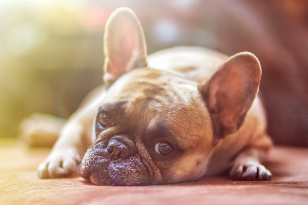 7 Ways To Keep Your Dog Clean