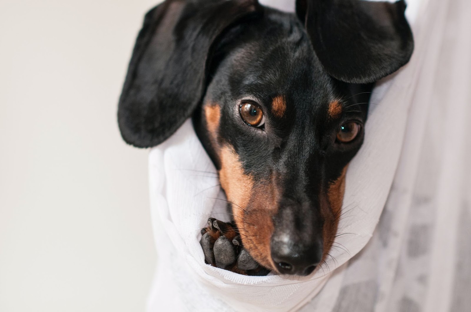 How to Take Care of Doxies During Winter