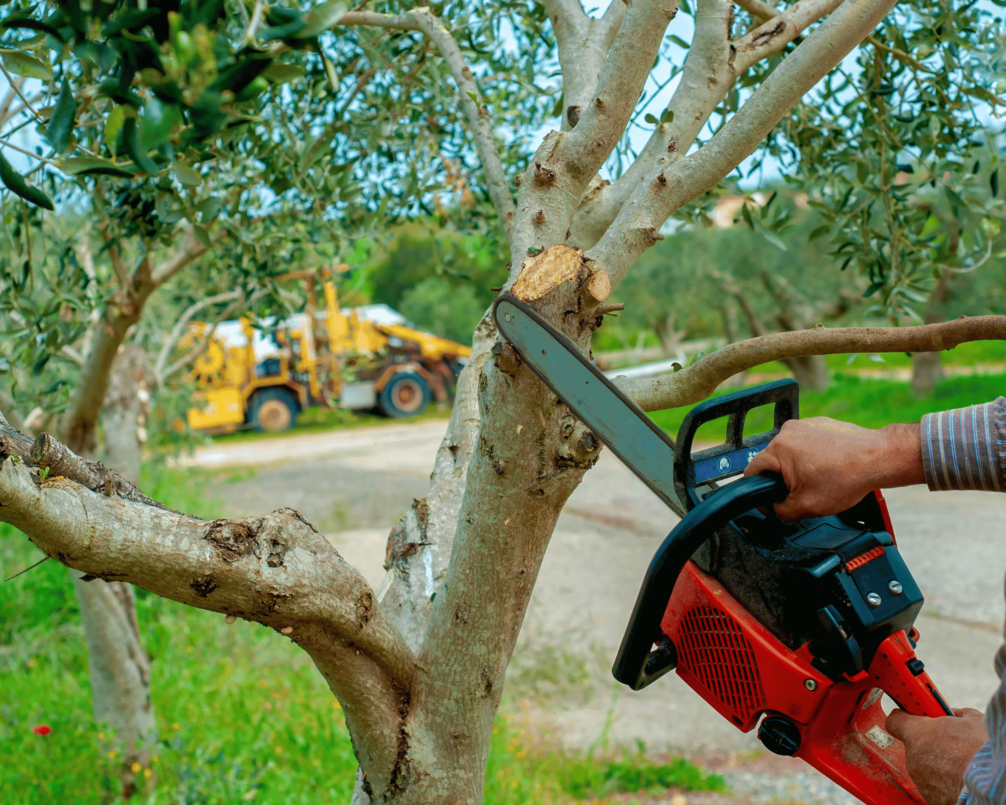 How professionals can deliver the best tree services in Northern Beaches NSW