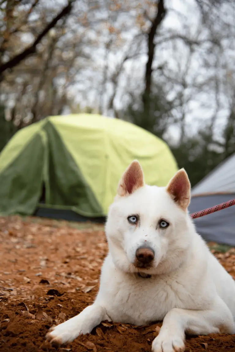 Essential Pest Control Tips for Outdoor Camping