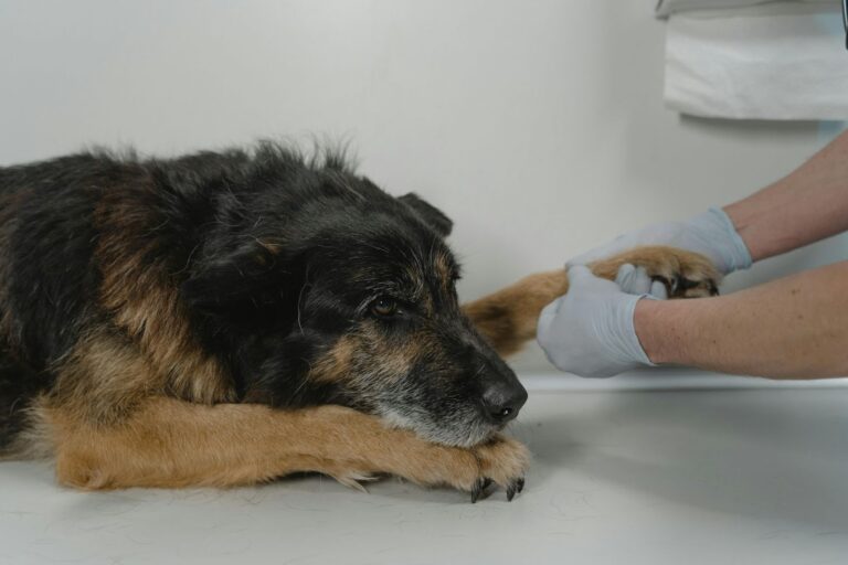 Helping Your Dog Feel Less Stressed At The Vet