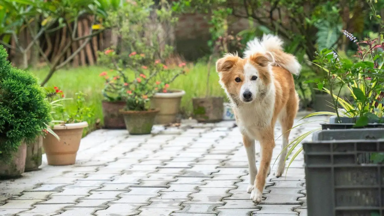 Pet-and Kid-Friendly, Not High-Maintenance: Outdoor Spaces That Work for Real Life